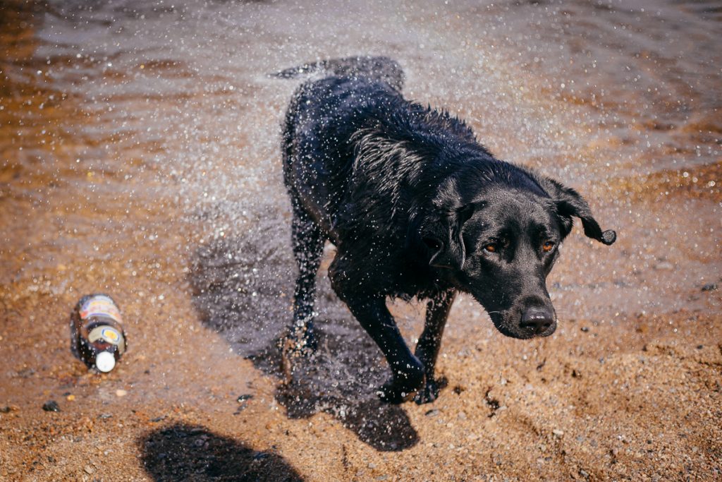 Travel photography: cute dog pictures with stories – Travel ...